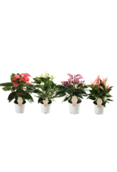 Zestaw roślin Anthurium