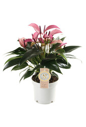 Pakiet roślin Anthurium