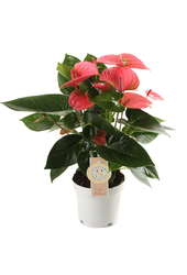 Pakiet roślin Anthurium