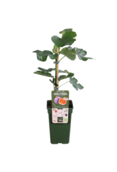 Drzewo figowe Gustissimo® Perretta®
