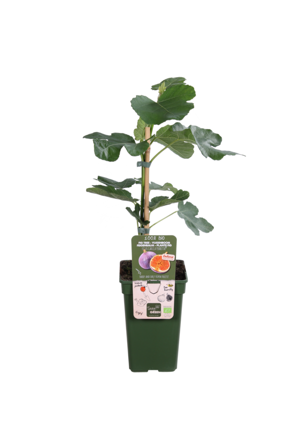 Drzewo figowe Gustissimo® Perretta®