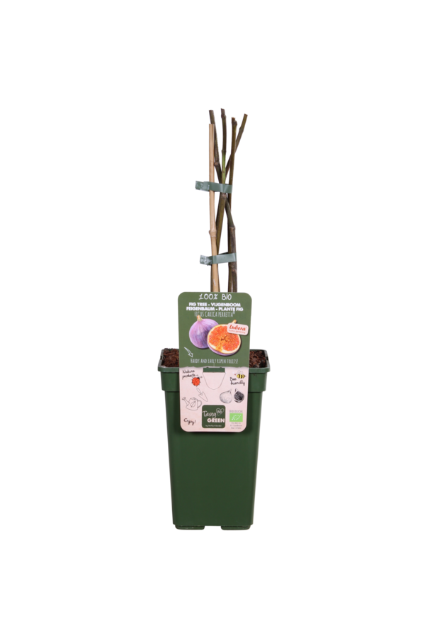 Figowiec Gustissimo® Perretta®