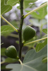 Figowiec Gustissimo® Perretta®