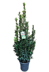 Laurus Nobilis Krzew L