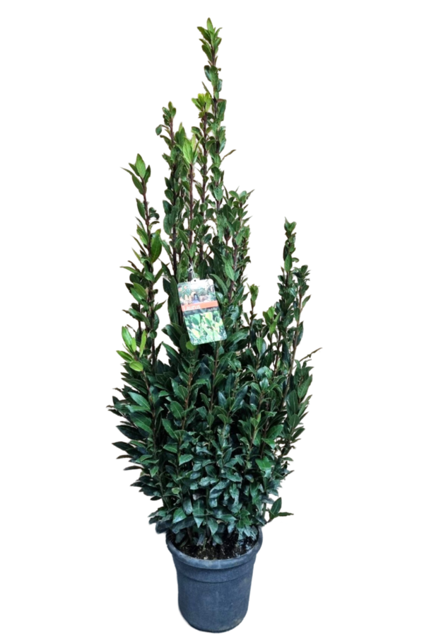 Laurus Nobilis Krzew L