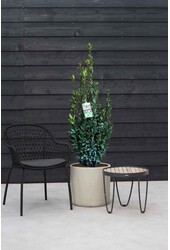 Laurus Nobilis Krzew L