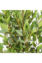 Laurus Nobilis Krzew L