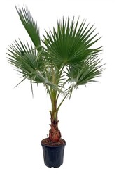 Washingtonia XL