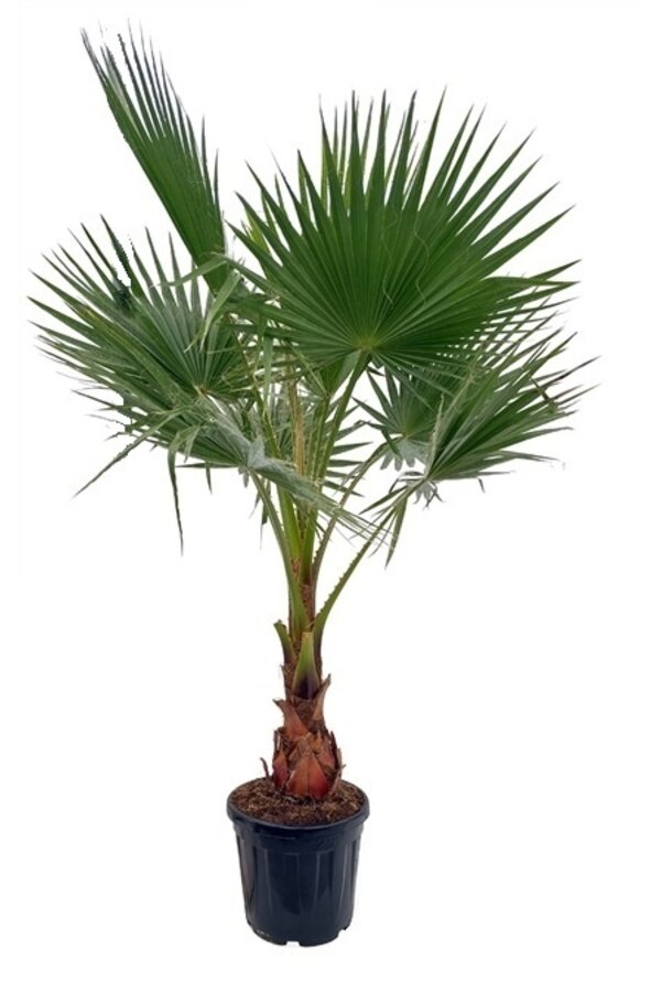 Washingtonia XL