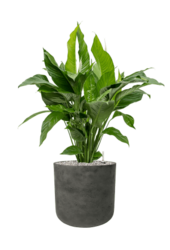 Rough Charlie XL Black Washed