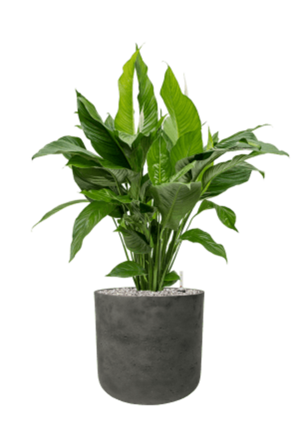 Rough Charlie XL Black Washed