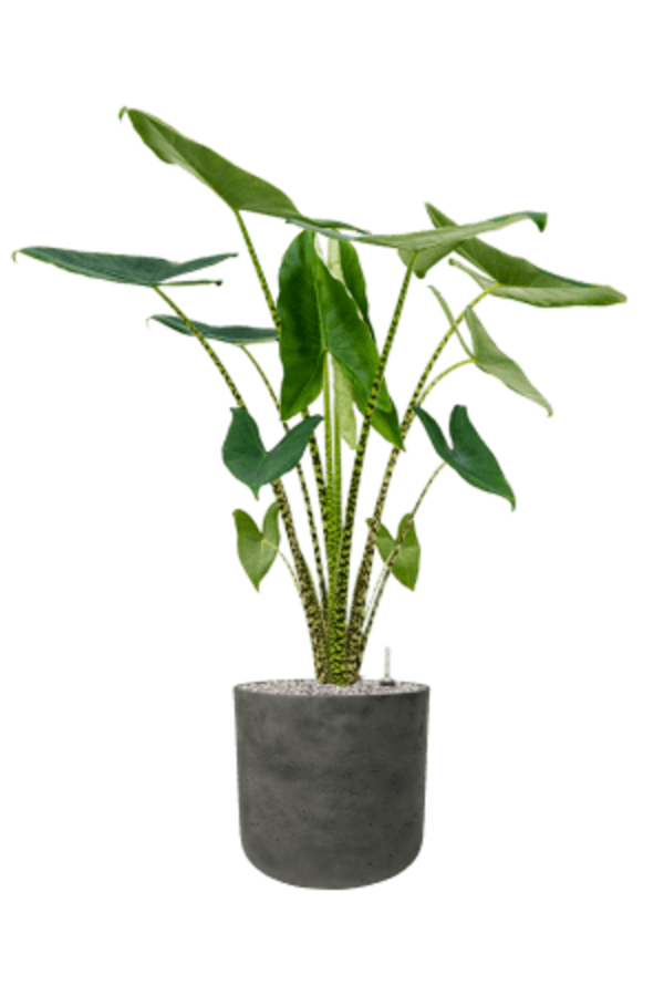 Rough Charlie XL Black Washed