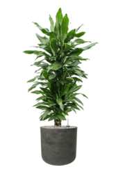 Rough Charlie XL Black Washed