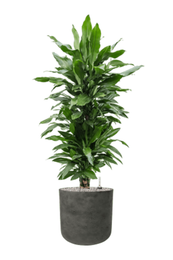 Rough Charlie XL Black Washed