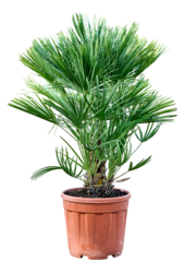 Chamaerops Humilis XL
