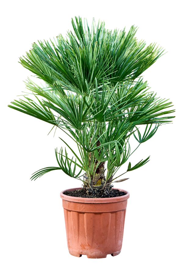 Chamaerops Humilis XL