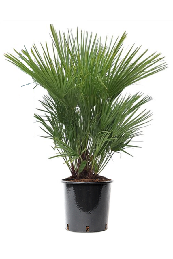 Chamaerops Humilis XXL
