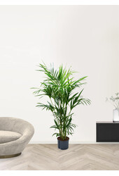 Hydroplant Kentia (howea) forsteriana