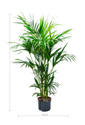 Hydroplant Kentia (howea) forsteriana