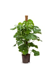 Hydro Roślina Filodendron pertusem (monstera)