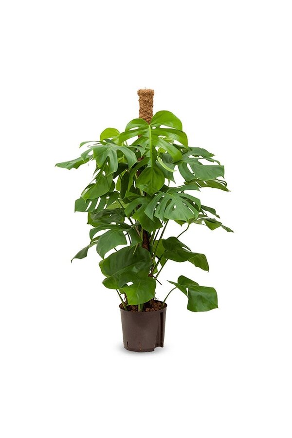 Hydro Roślina Filodendron pertusem (monstera)