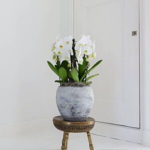 Orchidea Phalaenopsis