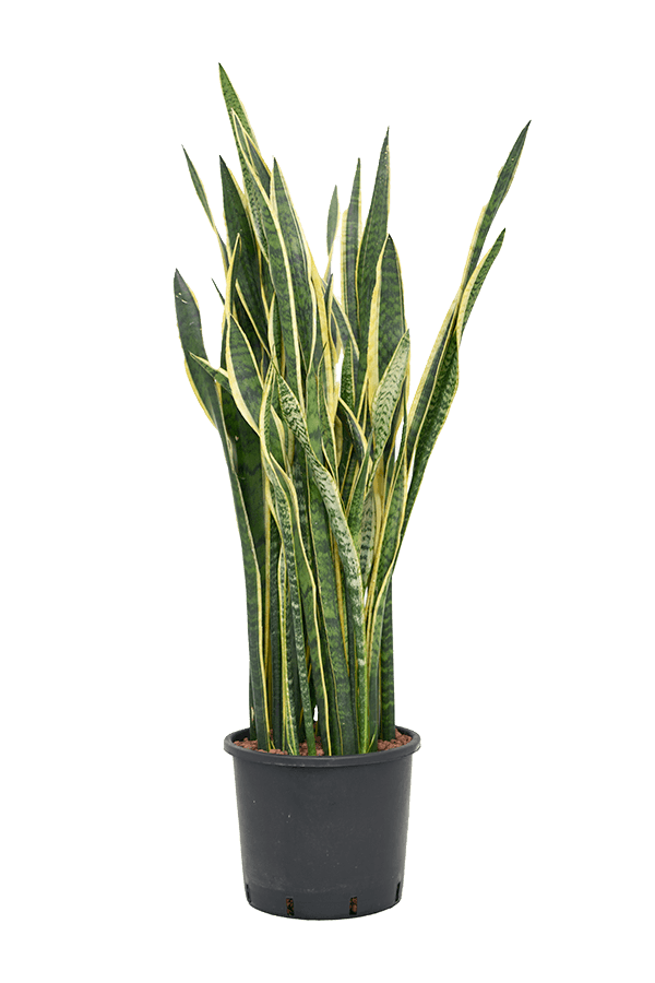 Hydroplant Sansevieria Trifasciata Laurentii – wyprzedaż