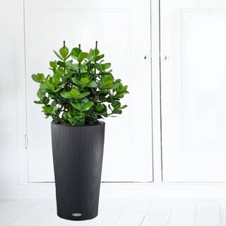 Drzewo wieprzowe Clusia