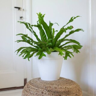 Zanokcica | Asplenium