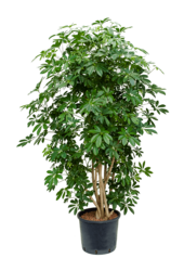Hydroplant Schefflera Arboricola Compacta – wyprzedaż