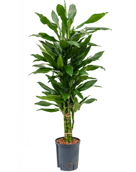 Hydro Roślina Dracena - wyprzedaż