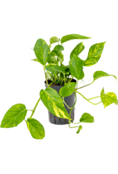 Hydroplant Scindapsus (Epipremnum) Aureum – wyprzedaż