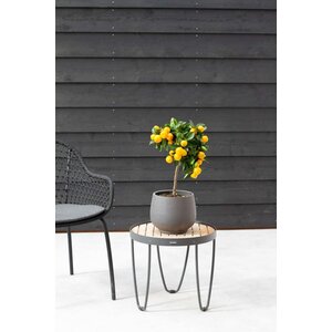 Drzewo pomarańczowe