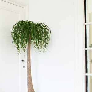 Niezwykłe rośliny doniczkowe