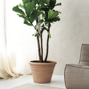 Duże rośliny doniczkowe