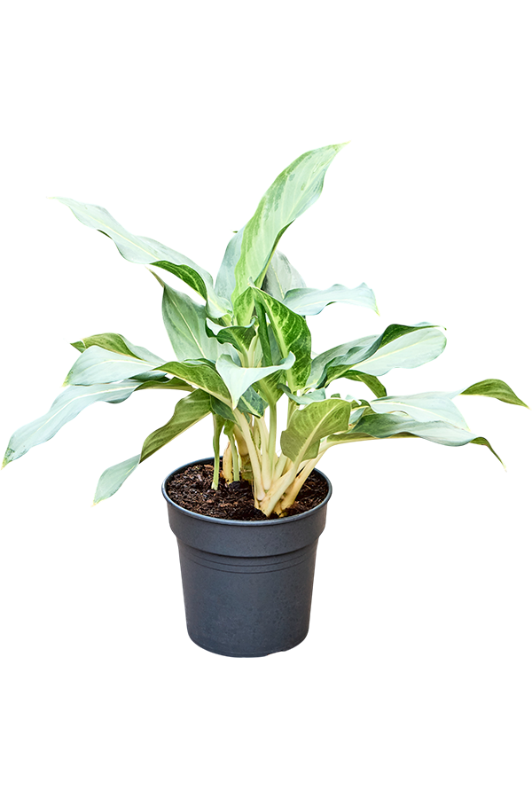 Aglaonema Ghost