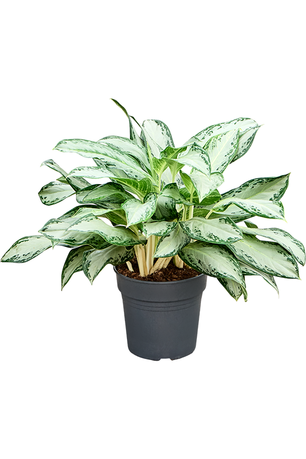 Aglaonema Złota Zatoka