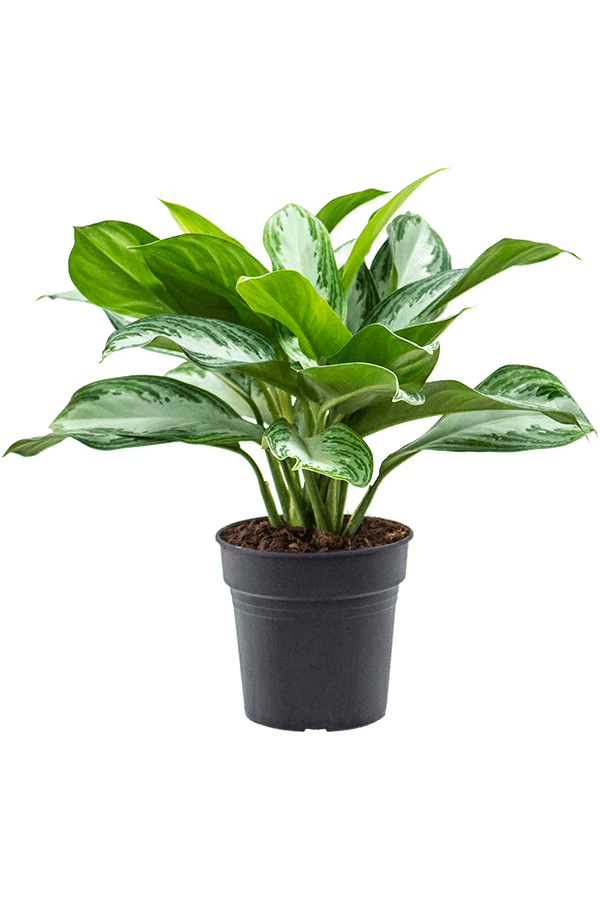 Aglaonema Silver Bay