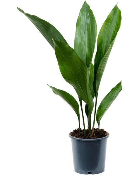 Aspidistra