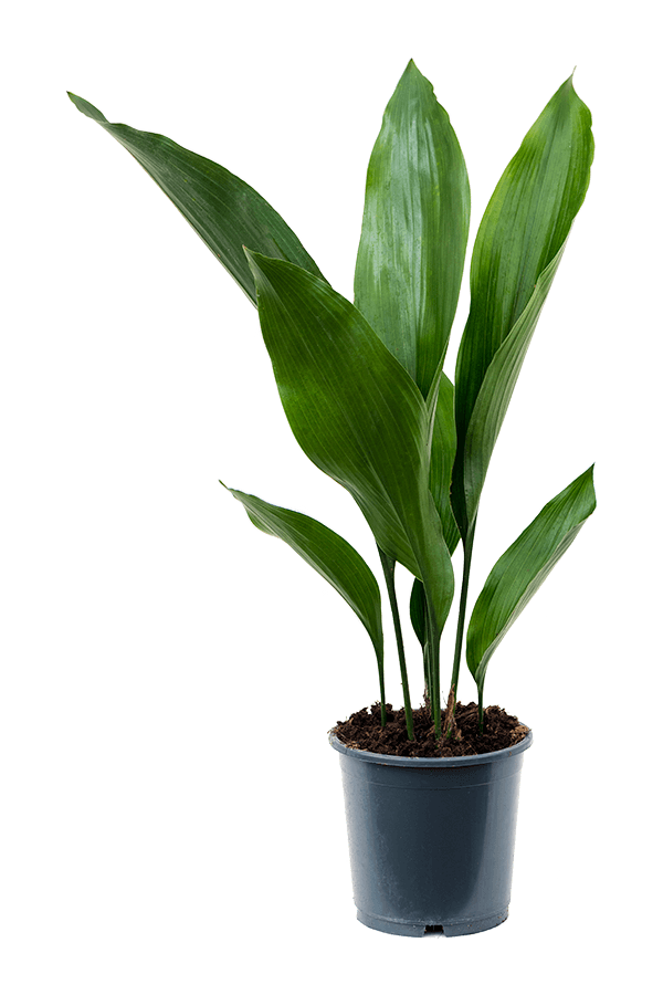 Aspidistra Elatior