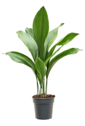 Aspidistra Elatior