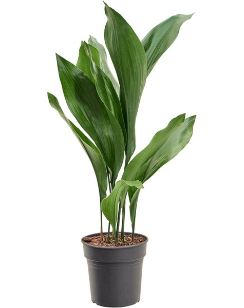 Aspidistra