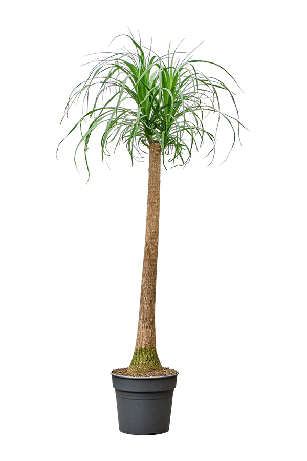 Beaucarnea Recurvata