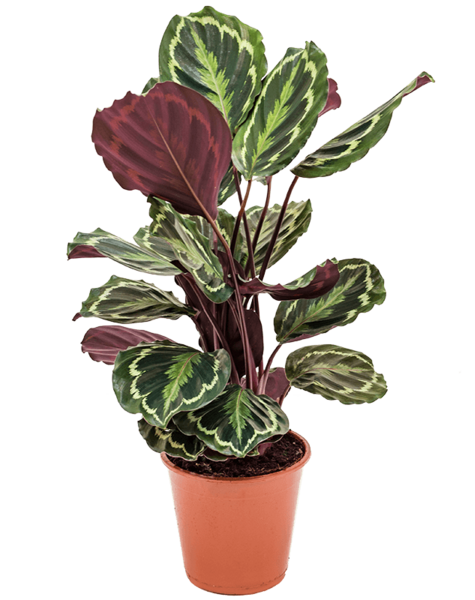 Calathea