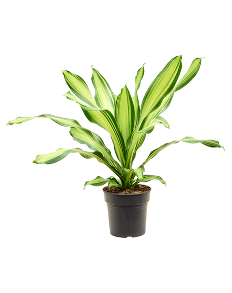 Dracaena