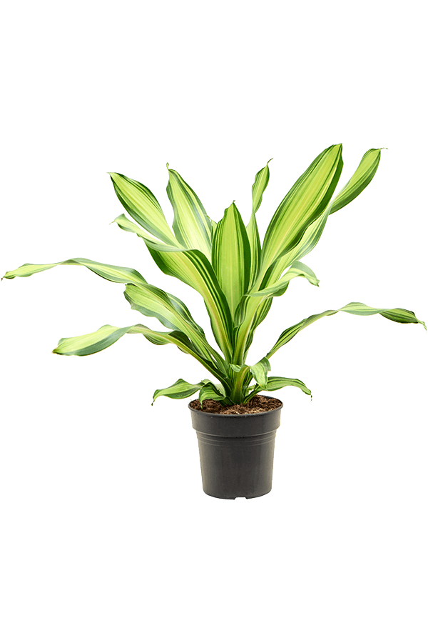 Dracaena Fragrans Charley