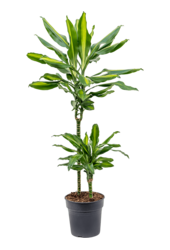 Dracaena Fragrans Cintho