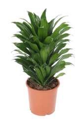 Dracena Fragrans Compacta