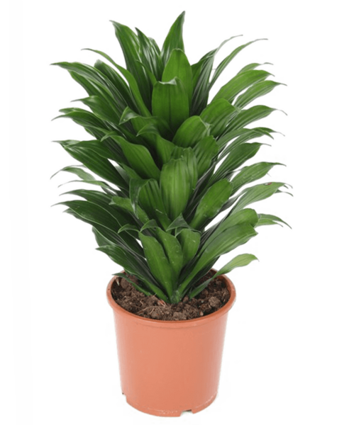 Dracena