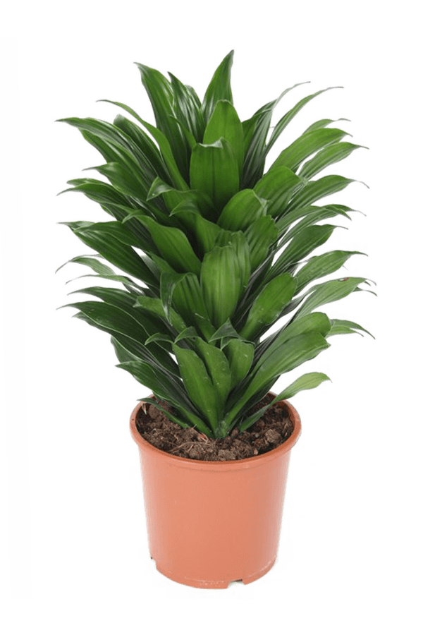 Dracena Fragrans Compacta